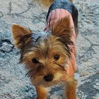 BluePearl Pet Hospital ico