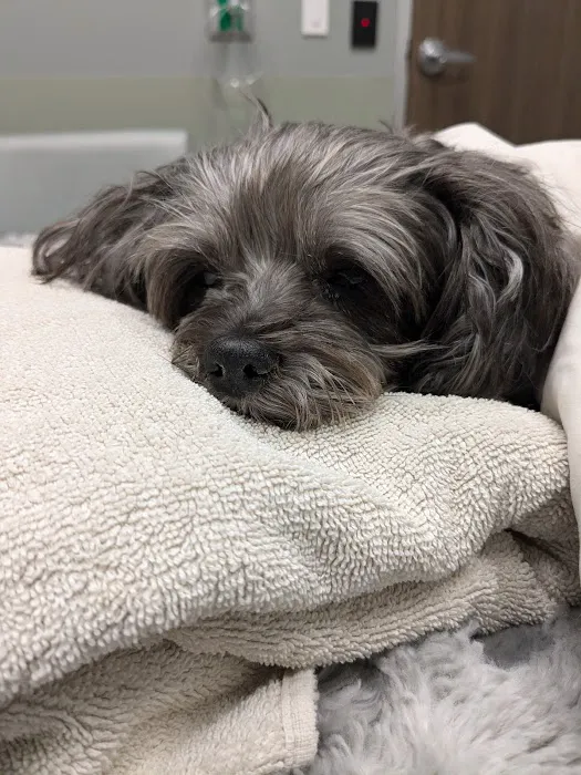 BluePearl Pet Hospital 12