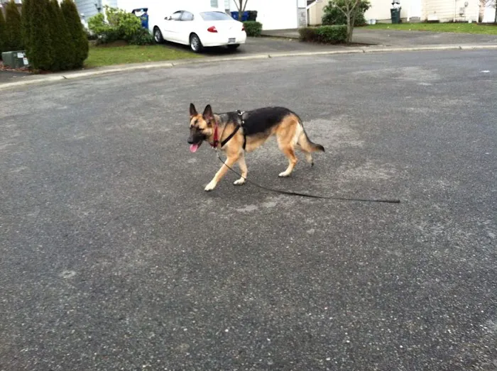 BluePearl Pet Hospital 12