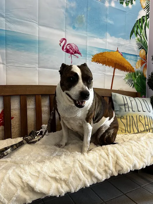 VCA Pacific Avenue Animal Hospital 12