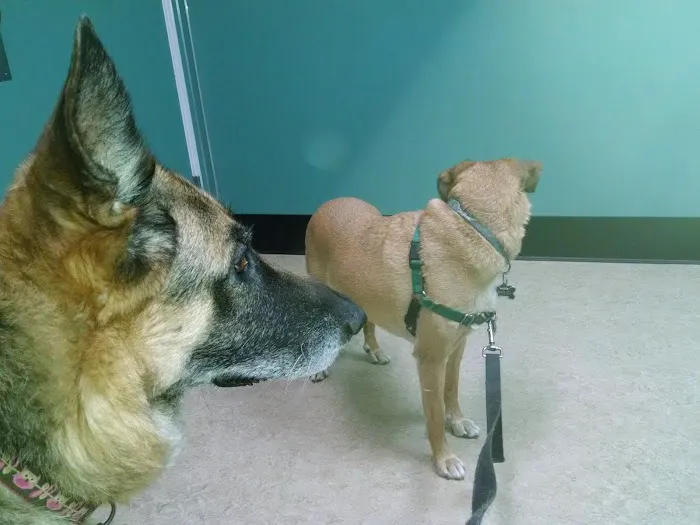 VCA Pacific Avenue Animal Hospital 12