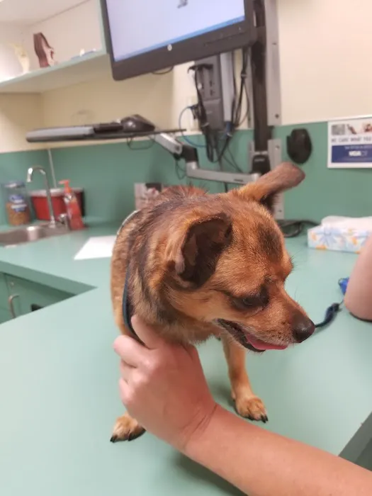VCA Pacific Avenue Animal Hospital 12