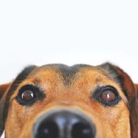 Custer Road Veterinary Clinic ico