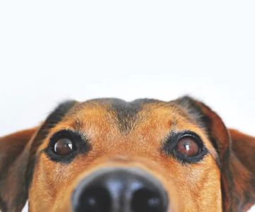 Custer Road Veterinary Clinic