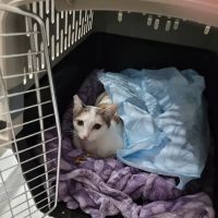Alamont Veterinary Clinic ico