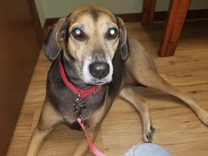Main Street Animal Hospital 12