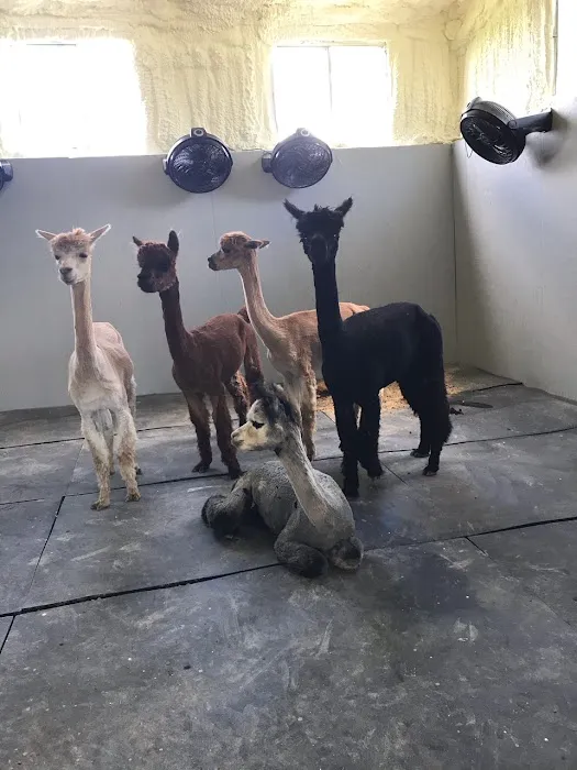 Main Street Animal Hospital 12
