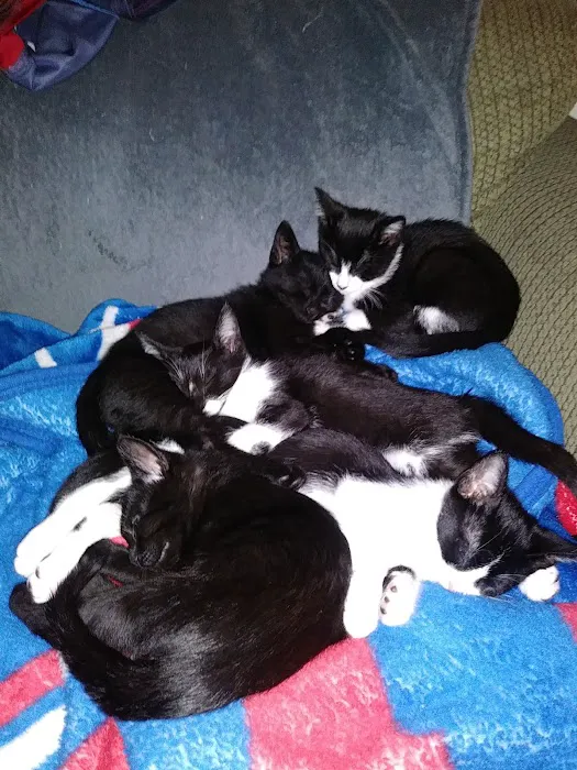 Main Street Animal Hospital 12