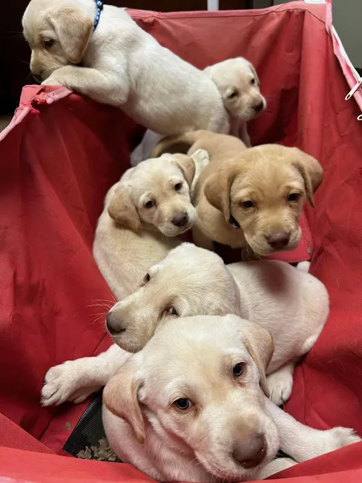 Main Street Animal Hospital 12