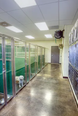Philips Veterinary Hospital 9