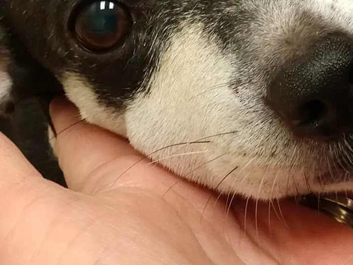 Philips Veterinary Hospital 2