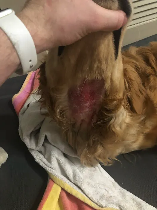 Philips Veterinary Hospital 5