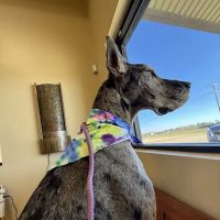 Philips Veterinary Hospital ico