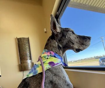 Philips Veterinary Hospital