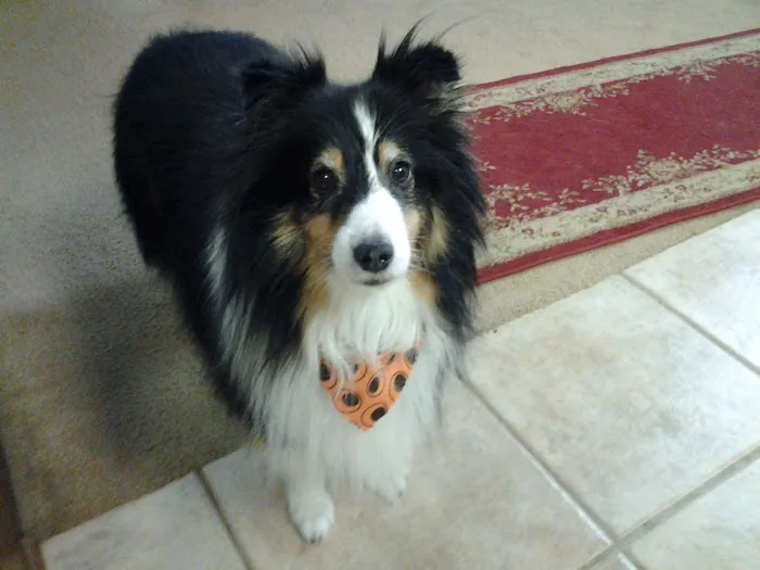 Bowers Veterinary Clinic 12