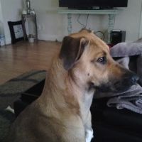 Bowers Veterinary Clinic ico