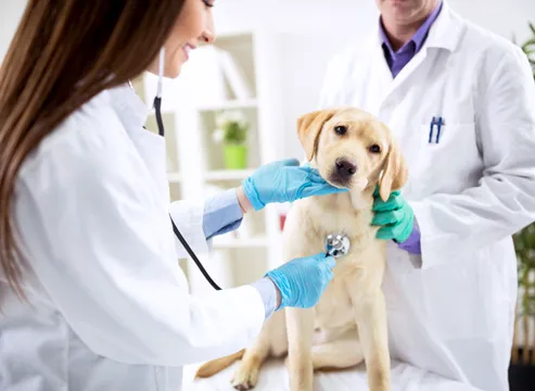 South Central Veterinary Services 12