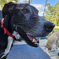 South Central Veterinary Services ico