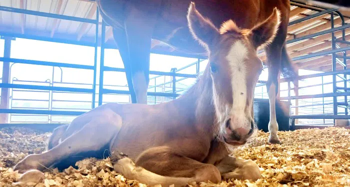 Brazos Valley Equine Hospitals 12