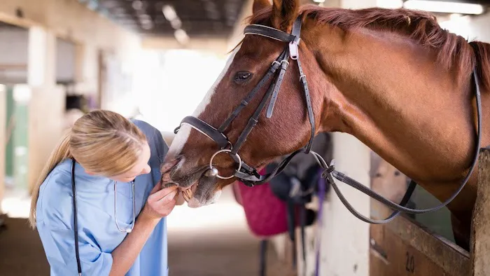 Brazos Valley Equine Hospitals 12