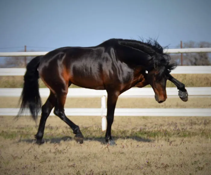 Brazos Valley Equine Hospitals 12