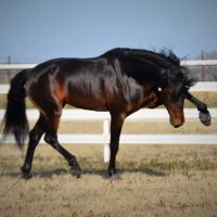 Brazos Valley Equine Hospitals ico