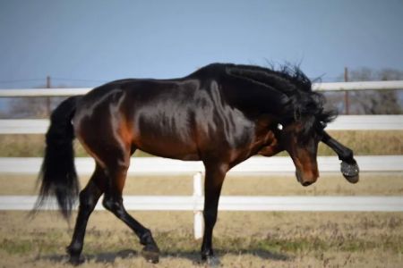 Brazos Valley Equine Hospitals