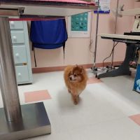 Dewberry Hill Veterinary Hospital ico