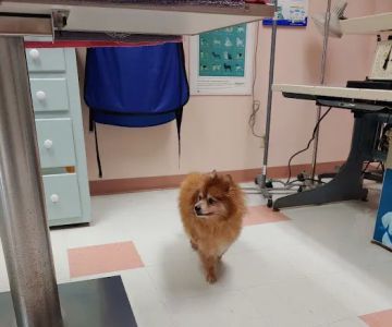Dewberry Hill Veterinary Hospital