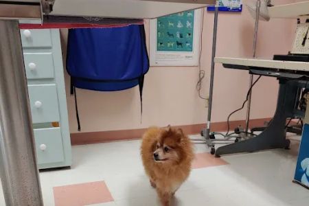 Dewberry Hill Veterinary Hospital