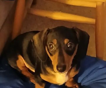 Pecan Tree Veterinary Services