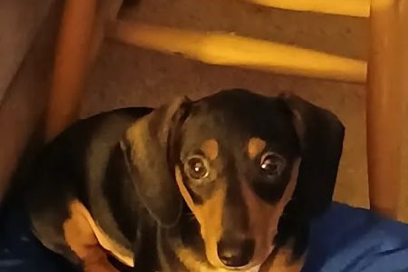 Pecan Tree Veterinary Services