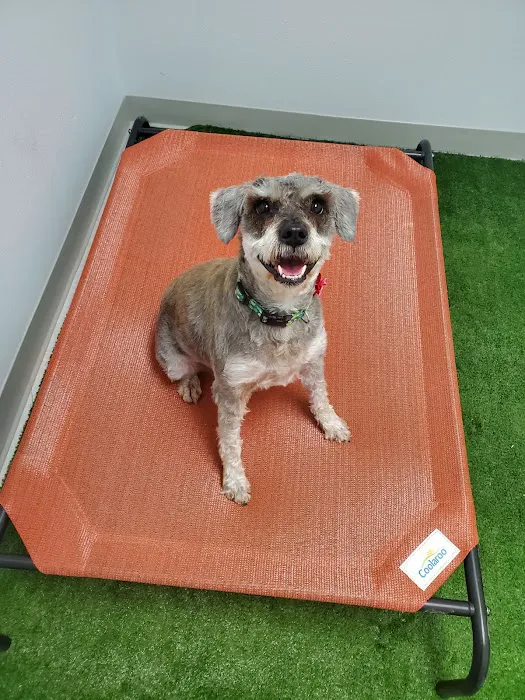 Brazos Valley Animal Hospital and Pet Resort 12