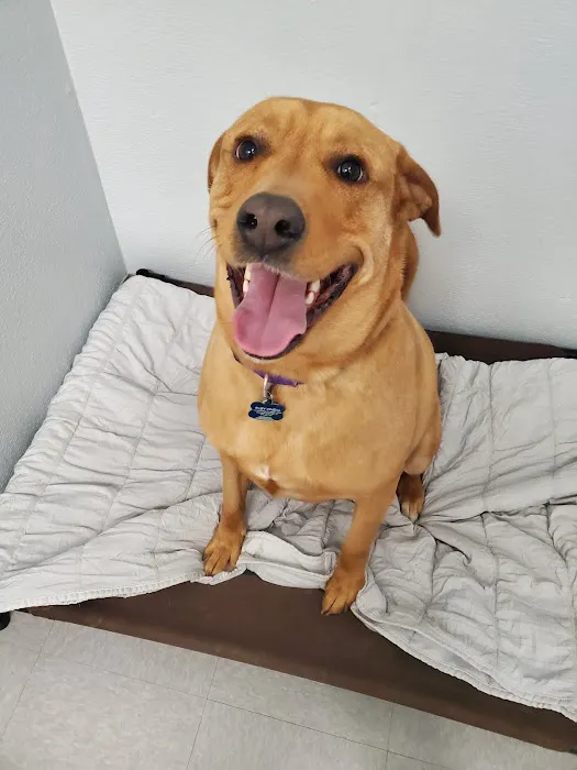 Brazos Valley Animal Hospital and Pet Resort 12