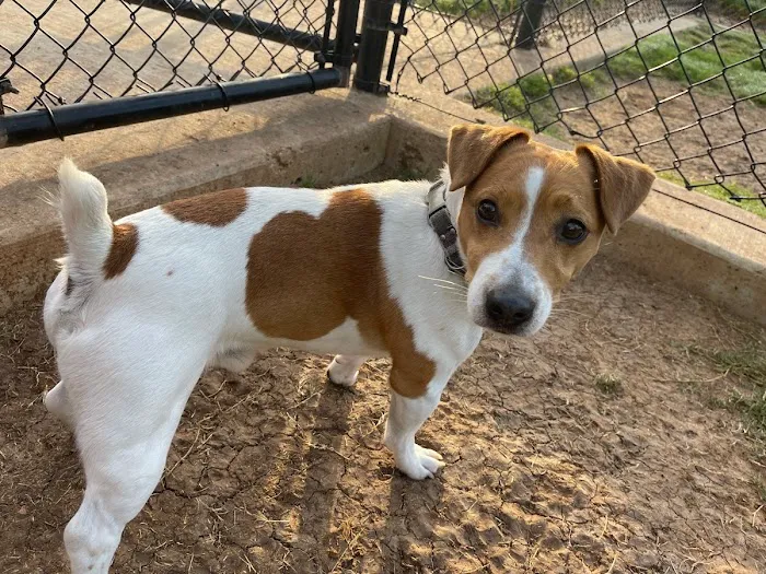 Brazos Valley Animal Hospital and Pet Resort 12