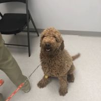 Brazos Valley Animal Hospital and Pet Resort ico