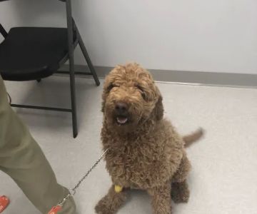 Brazos Valley Animal Hospital and Pet Resort