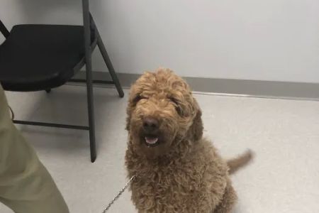 Brazos Valley Animal Hospital and Pet Resort