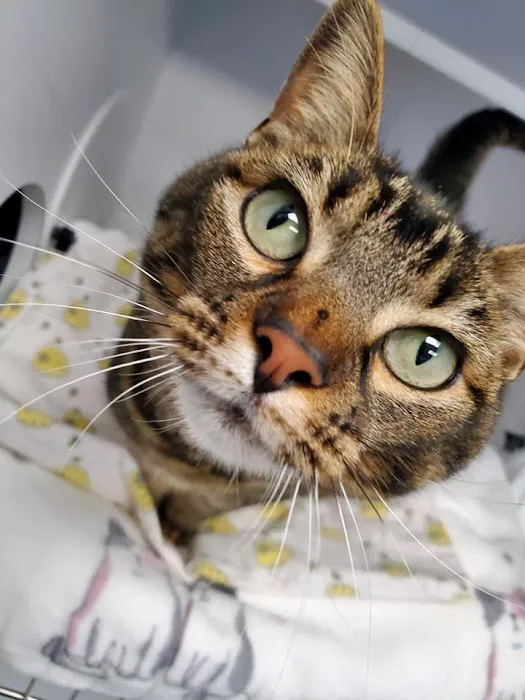 Brazos Valley Animal Hospital and Pet Resort 12