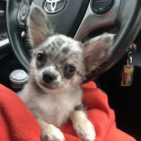 Shenandoah Veterinary Clinic ico