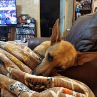 Chasing Tails Mobile Veterinary Services College Station ico