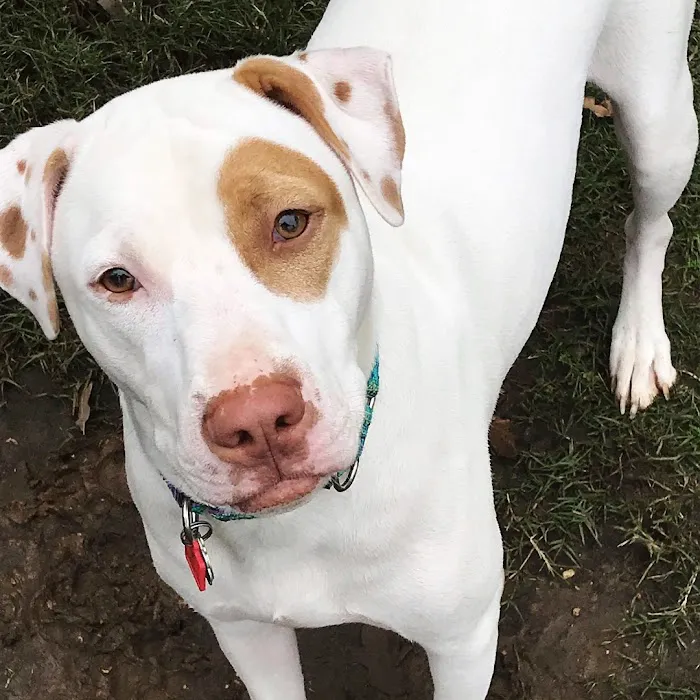 Aggieland Animal Health Center & Pet Resort 4