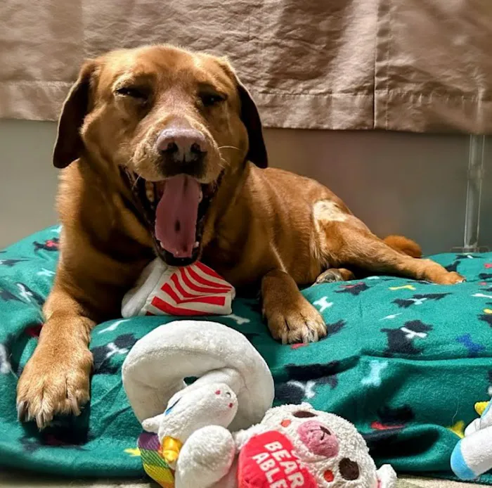 Aggieland Animal Health Center & Pet Resort 10