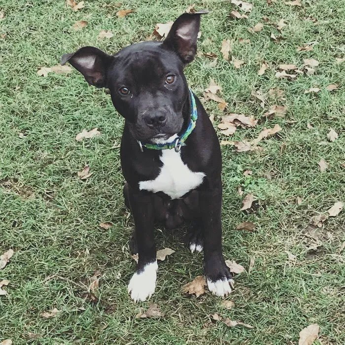 Aggieland Animal Health Center & Pet Resort 9