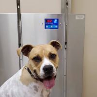 Twins Veterinary Hospital ico