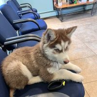 Brentwood-Islip Hospital for Animals ico