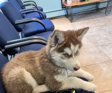 Brentwood-Islip Hospital for Animals