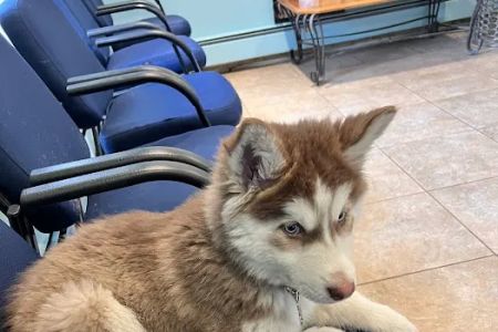 Brentwood-Islip Hospital for Animals
