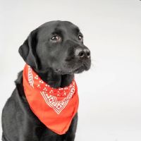Towne Line Veterinary Group ico