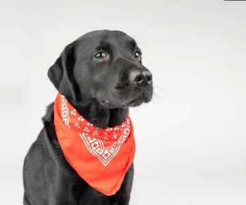 Towne Line Veterinary Group